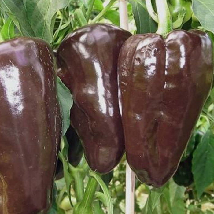 Three glossy chocolate bell peppers ripening on a green plant. Fresh garden vegetables.