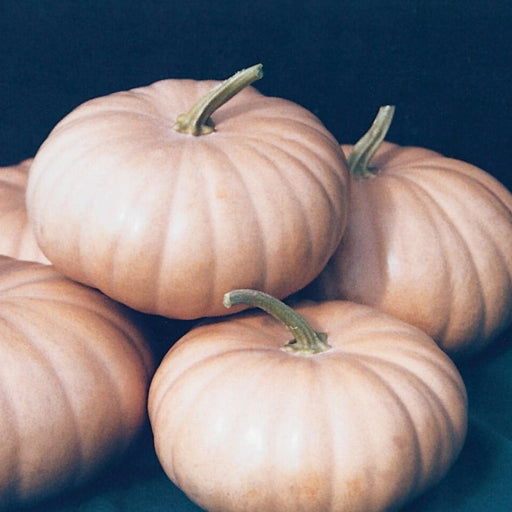 Light orange ridged pumpkins with green stems, perfect for fall decor and autumn harvest.