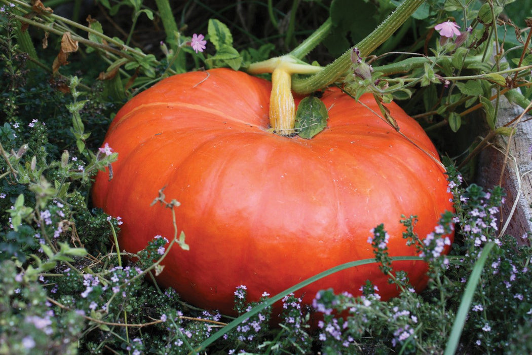 Orange pumpkin ripening on its vine in a garden, surrounded by green plants and delicate purple flowers. Fall harvest.