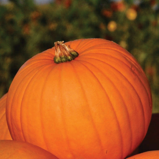 Large orange pumpkin with a green stem, ribbed. Autumn harvest, Halloween decoration.