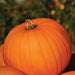 Large orange pumpkin with a green stem, ribbed. Autumn harvest, Halloween decoration.