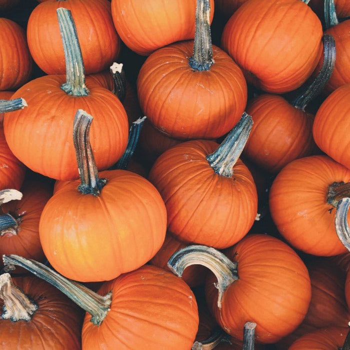 Many vibrant orange pumpkins with stems, great for fall harvest, autumn decor, Halloween, or Thanksgiving.