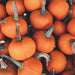 Many vibrant orange pumpkins with stems, great for fall harvest, autumn decor, Halloween, or Thanksgiving.