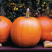 Bright orange pumpkins for fall, Halloween, or Thanksgiving decor. Garden harvest with yellow flowers.