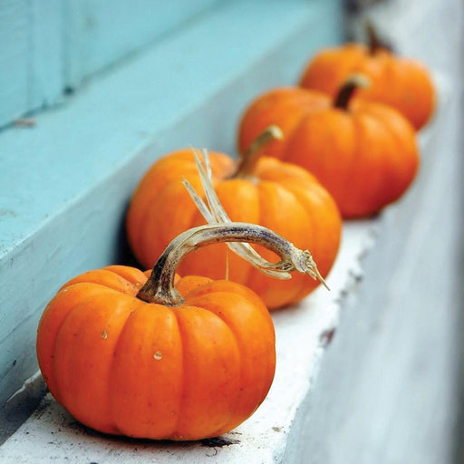 Mini orange pumpkins with gnarled stems lined on a white ledge. Rustic fall, Halloween, Thanksgiving decoration.