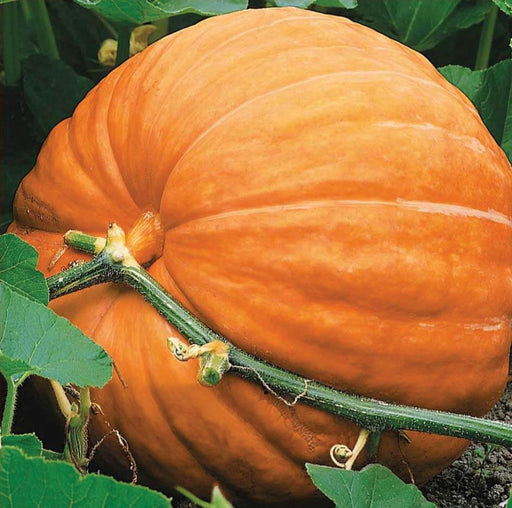 Bright orange giant pumpkin growing on a green vine in rich garden soil. Perfect for fall harvest & Halloween.