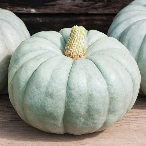 Light blue-green ribbed pumpkin with a short stem on rustic wood. Heirloom winter squash for fall harvest and autumn decor.