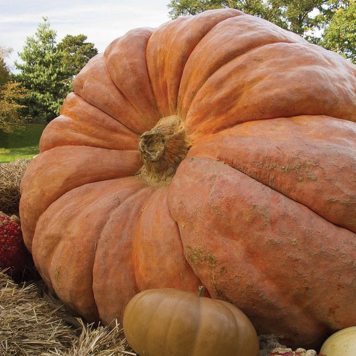 Giant orange pumpkin on hay with smaller gourds, fall harvest display.