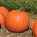Large orange pumpkin with stem on straw, surrounded by more pumpkins in a sunny field. Fall harvest decor.