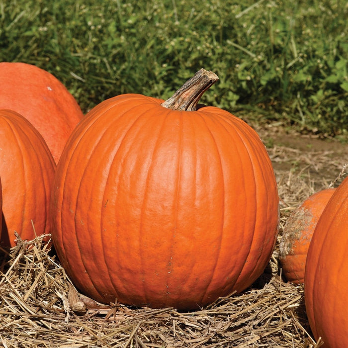 Large orange pumpkin with stem on straw, surrounded by other pumpkins. Green field background. Fall harvest.