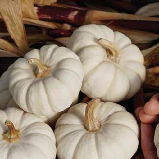 Mini white pumpkins on dried corn husks. Ideal for fall, Halloween, or Thanksgiving decorations.