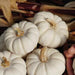 Mini white pumpkins on dried corn husks. Ideal for fall, Halloween, or Thanksgiving decorations.