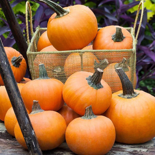 Autumn harvest of mini orange pumpkins in a wire basket and scattered on wood, with dark purple leaves.