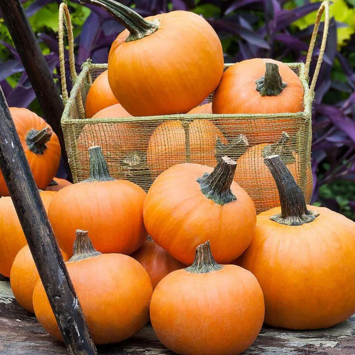 Autumn harvest of mini orange pumpkins in a wire basket and scattered on wood, with dark purple leaves.