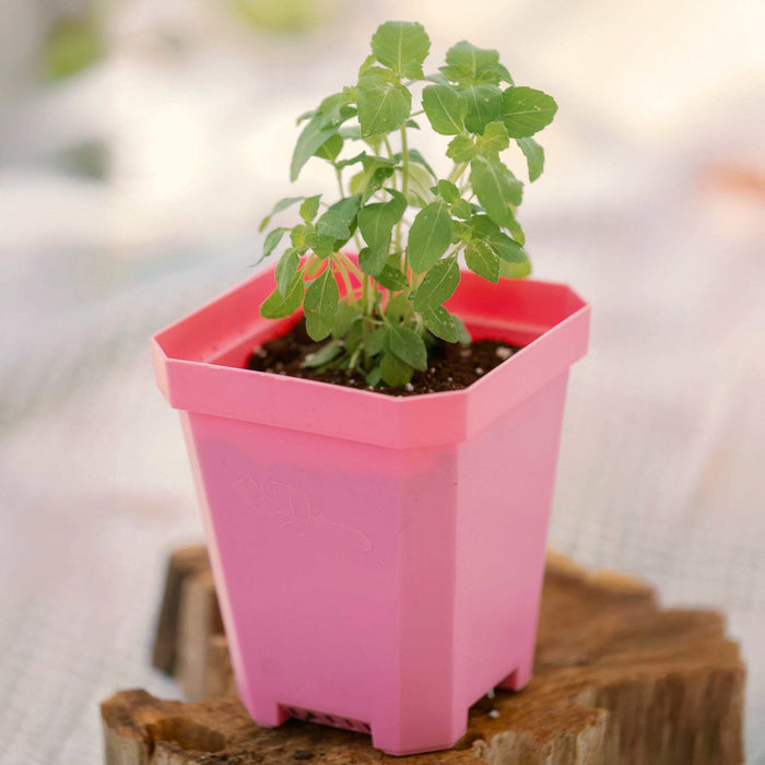 5" Reusable Seed Starting Pots with Insert