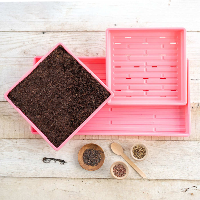 Pink microgreen seed starting trays, one with soil, assorted microgreen seeds in bowls, and a spoon on wood.