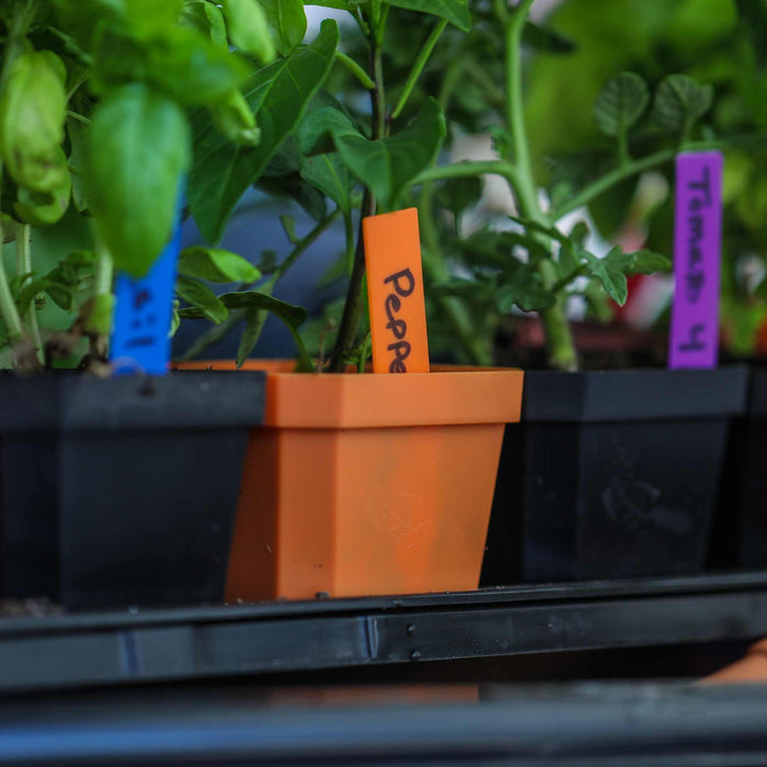Young pepper, tomato, and basil plants in individual pots with colorful labels. Garden seedlings.