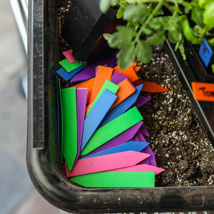 Colorful plant markers in potting soil with a young seedling in a black tray. Garden labels for seedlings & plants.