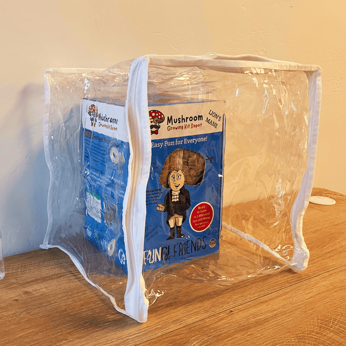 Lion's Mane Mushroom Growing Kit Depot box in clear plastic, on wood. Easy home cultivation, just add water.