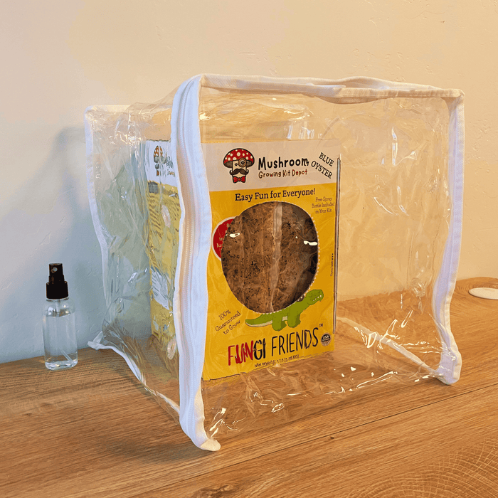 Blue Oyster Mushroom Growing Kit by Fungi Friends in clear mini grow tent with mister bottle on wood. Easy to grow!
