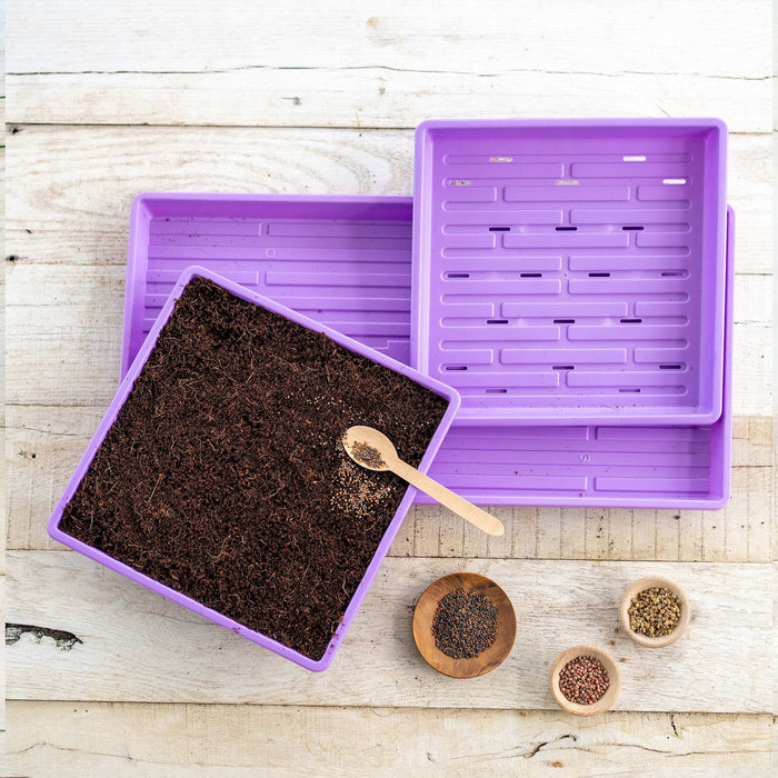 Purple microgreen trays with soil, seeds in bowls, and a spoon. Ideal for indoor seed starting and home gardening.