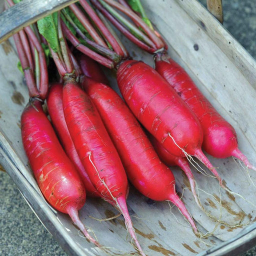 Freshly harvested long red radishes with green tops and roots in a rustic wooden crate.