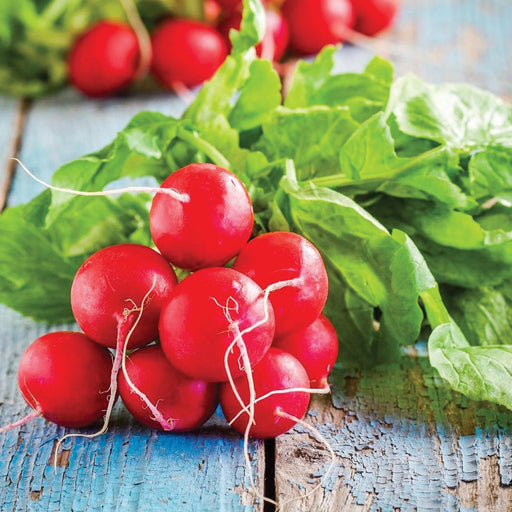 Fresh red radishes with green leaves, healthy garden vegetables on rustic blue wood.