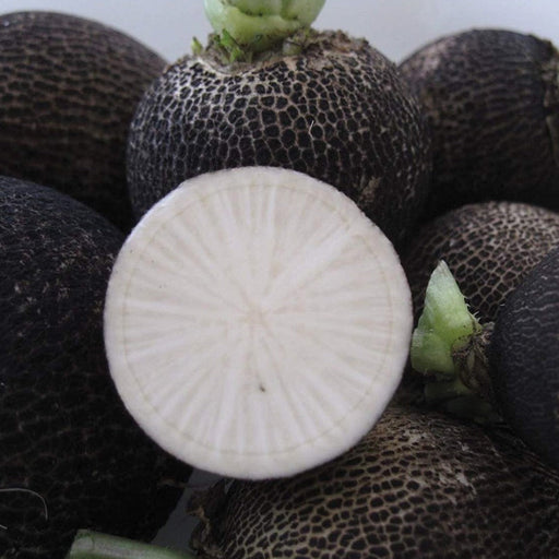 Whole black radishes with textured dark skin, one sliced revealing crisp white flesh. Fresh, healthy winter root vegetable.