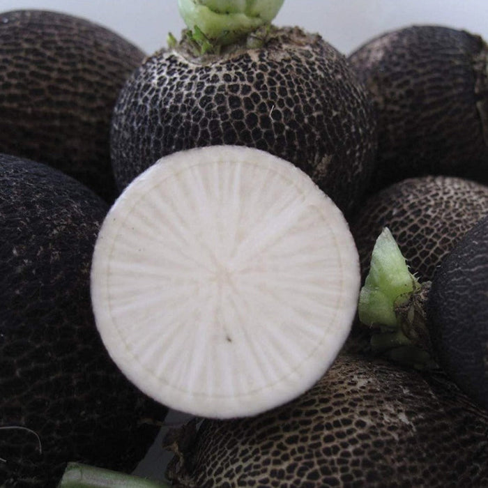 Whole black radishes with textured dark skin, one sliced revealing crisp white flesh. Fresh, healthy winter root vegetable.