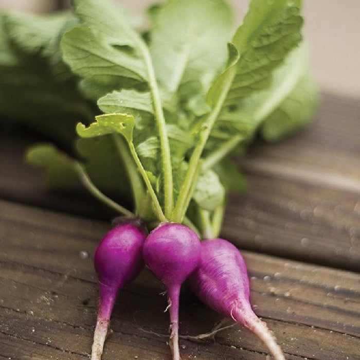 Vibrant purple radishes with green tops on rustic wood. Fresh garden vegetables, healthy produce.