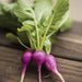 Vibrant purple radishes with green tops on rustic wood. Fresh garden vegetables, healthy produce.