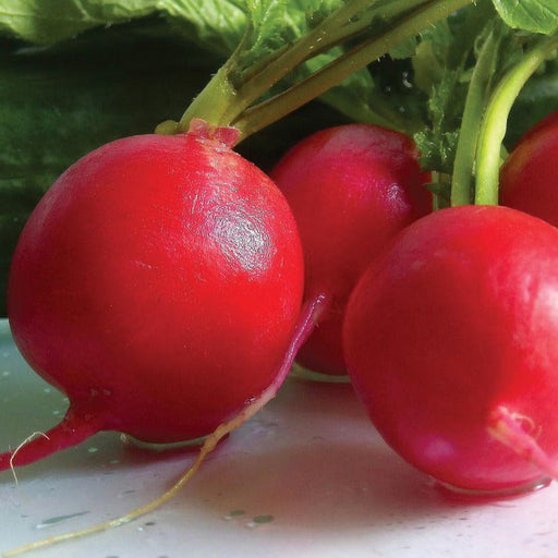 Fresh, crisp red radishes with green leaves and delicate roots. Healthy garden vegetables.