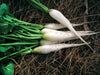 Freshly harvested white daikon radishes with vibrant green leaves lying on dry straw. Organic garden root vegetables.