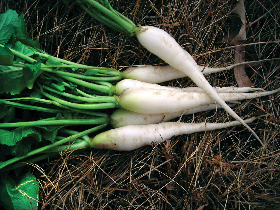 Freshly harvested white daikon radishes with vibrant green leaves lying on dry straw. Organic garden root vegetables.