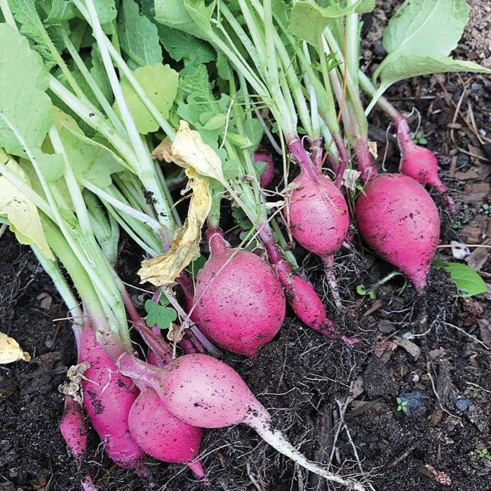 Freshly harvested pink radishes with green tops on dark garden soil.
