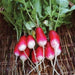 Fresh garden radishes, red and white with green tops, in a woven harvest basket.