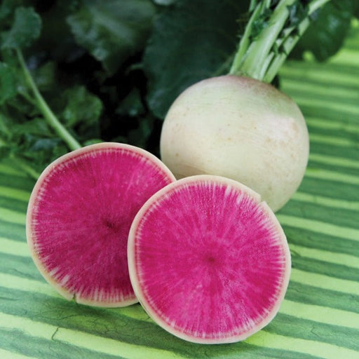 Fresh watermelon radish slices, showing vibrant pink interior, with whole pale green radish & leafy greens.