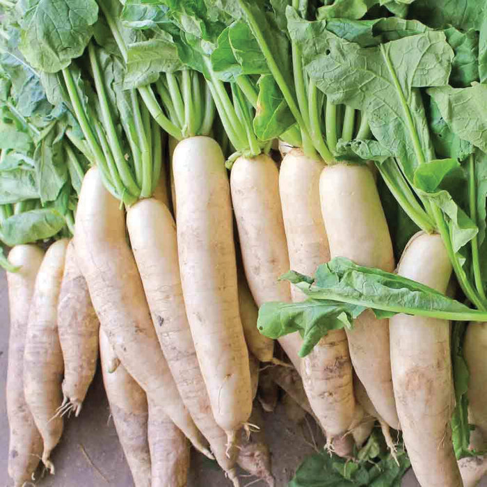 Fresh white daikon radishes with vibrant green leaves, healthy root vegetables.