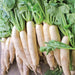 Fresh white daikon radishes with vibrant green leaves, healthy root vegetables.