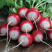Fresh bi-color radishes with vibrant red tops and white bottoms, green leaves. Crisp, healthy vegetables for salads.