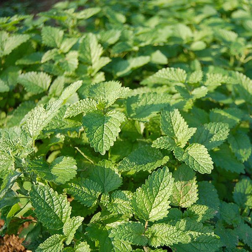 Vibrant green herb garden with lush, textured leaves. Fresh foliage, possibly lemon balm or mint, for culinary or medicinal uses.
