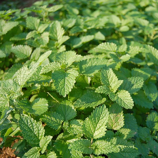 Vibrant green herb garden with lush, textured leaves. Fresh foliage, possibly lemon balm or mint, for culinary or medicinal uses.