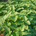 Vibrant green herb garden with lush, textured leaves. Fresh foliage, possibly lemon balm or mint, for culinary or medicinal uses.