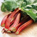 Fresh red rhubarb stalks with green leaves on wood. Harvested garden produce.