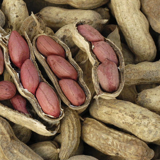 Raw peanuts in shell, some cracked open to show reddish-brown kernels. Natural, protein-rich groundnut snack.