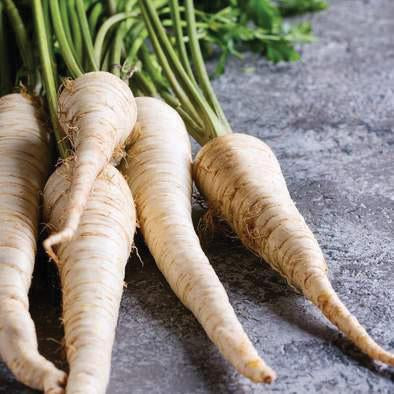 Fresh parsnips with vibrant green tops on a dark counter. Organic root vegetables for healthy cooking.