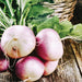 Fresh organic purple & white turnips with green leaves on rustic wood, harvest basket in background.