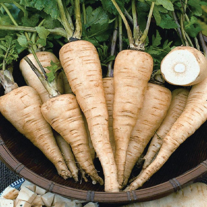 Freshly harvested parsnips in a basket with green tops. One sliced parsnip shows white flesh. Diced parsnips for recipes.