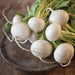 Garden-fresh white turnips with bright green leaves on a dark wood surface.