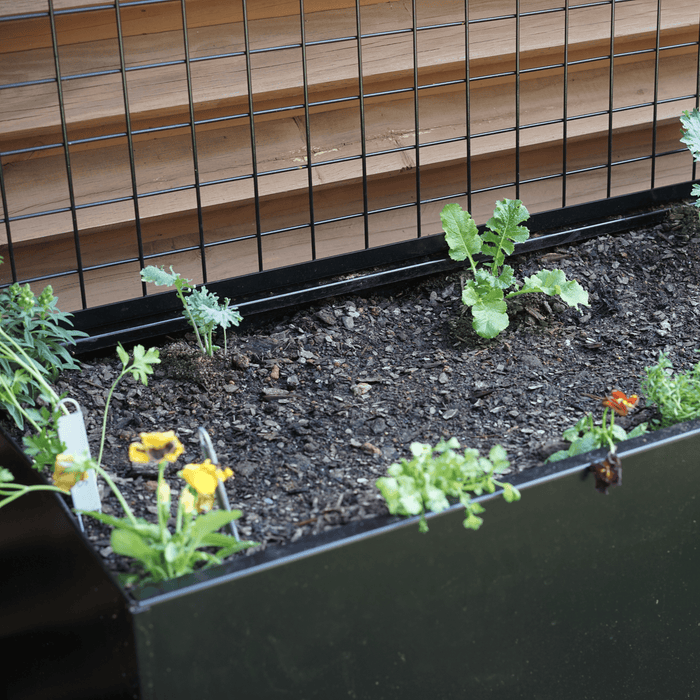 Black raised garden planter with young vegetable plants, colorful pansies, a metal trellis, and wooden background.